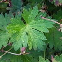Geranium  'Rozanne'